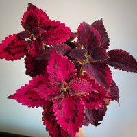 Coleus: Tanaman Hias yang Kaya Manfaat untuk Kesehatan