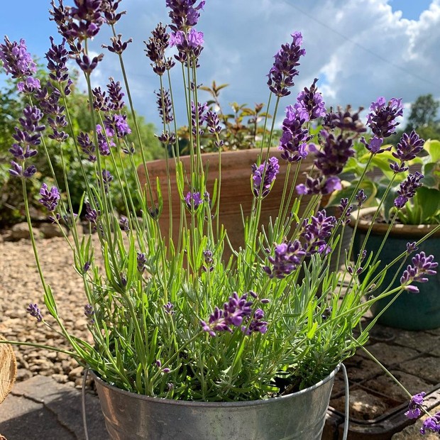 Tanaman Hias Berwarna Ungu ini Memiliki Banyak Manfaat untuk Kesehatan