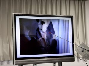 Bayi Panda Kembar Dilahirkan di Kebun Binatang Jepang