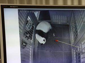 Hore!!! Bayi Panda Kembar Baru Saja Lahir, Nih