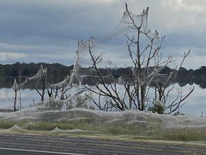 Jutaan Ekor Laba-laba Tebarkan Jaring Seluas 1 Kilometer di Australia