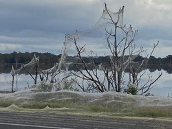 Jutaan Ekor Laba-laba Tebarkan Jaring Seluas 1 Kilometer di Australia