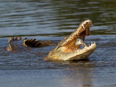 Karya Jawara Kontes Foto Satwa dan Alam yang Menyihir Mata