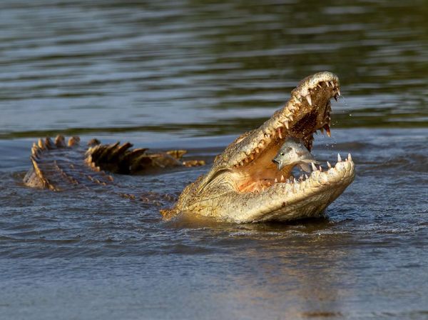 Karya Jawara Kontes Foto Satwa dan Alam yang Menyihir Mata