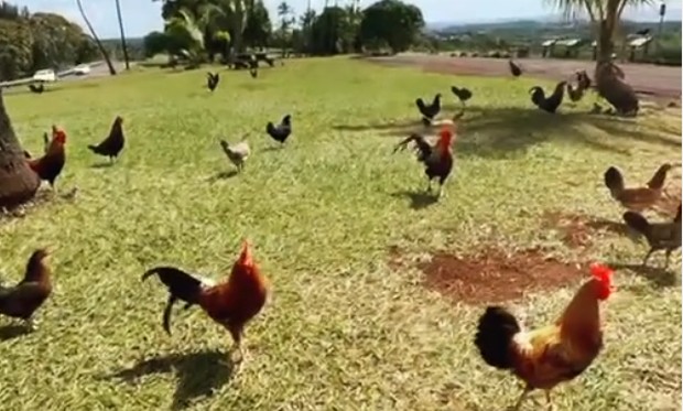 Ayam di Pulau Kauai/Instagram.com/liviacdemenezes Ayam di Pulau Kauai/Instagram.com/liviacdemenezes
