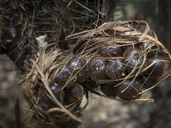 Bagaimana Tumbuhan Berkembang Biak Secara Generatif? Ini Penjelasannya