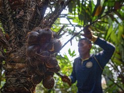 5 Fakta Salak Condet, Favorit Elite Belanda hingga Hidangan Istana