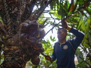 5 Fakta Salak Condet, Favorit Elite Belanda hingga Hidangan Istana 5 Fakta Salak Condet, Favorit Elite Belanda hingga Hidangan Istana