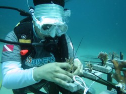 Rayakan HUT, BNI Tanam 1.946 Terumbu Karang di Likupang