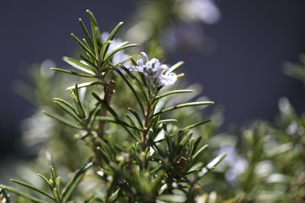 Rosemary.