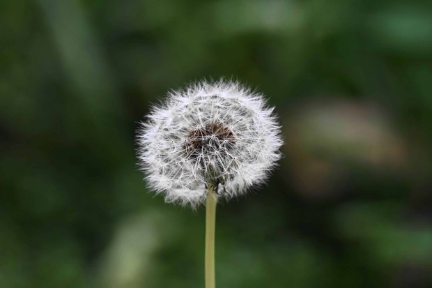 Dandelion root.