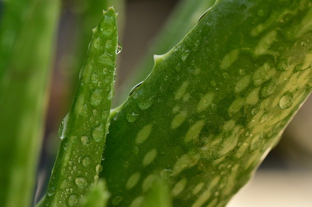 Aloe vera.