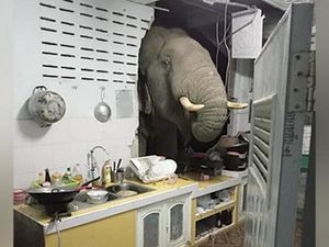 Oh No! Gajah Thailand yang Pernah Jebol Dapur Warga, Berulah Lagi Oh No! Gajah Thailand yang Pernah Jebol Dapur Warga, Berulah Lagi