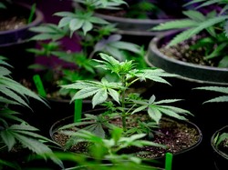 Ganja Medis Dilegalkan, Adakah Risiko Penyalahgunaan? Begini Pandangan Pakar