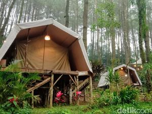 Foto: Glamping Deloano Purworejo yang Disebut Sandiaga Magical