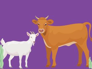 Catat! Daftar Harga Online Hewan Qurban Catat! Daftar Harga Online Hewan Qurban