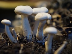 Berprotein Tinggi, Permintaan Jamur Melonjak di Tengah Pandemi