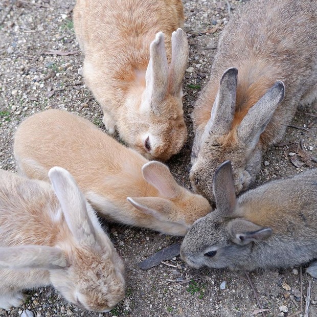 Kelinci di Pulau Okunoshima/Instagram.com/edn.knn Kelinci di Pulau Okunoshima/Instagram.com/edn.knn