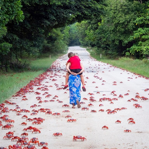 Kepiting merah di Pulau Christmas/Instagram.com/guardianaustralia Kepiting merah di Pulau Christmas/Instagram.com/guardianaustralia