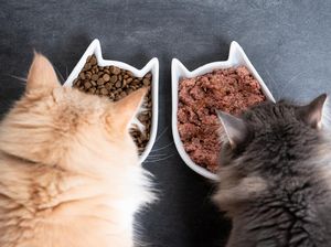 Heboh Wanita Ngemil Makanan Kucing, Emang Bisa? Begini Penjelasannya