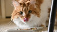 Fakta Menarik tentang Kucing, Majikannya Manusia