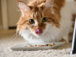 Bisnis Makanan Hewan Antarkan Qin Hua Jadi Miliarder Baru China