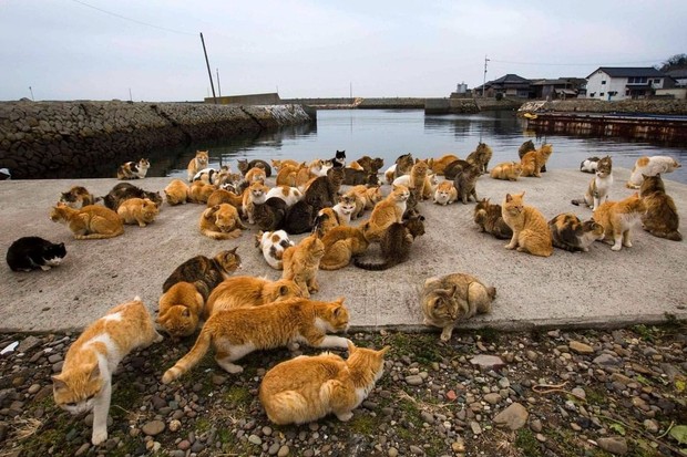 Pemandangan kucing di Pulau Tashirojima/Instagram.com/ade.mx.jp Pemandangan kucing di Pulau Tashirojima/Instagram.com/ade.mx.jp