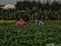Kabar Baik! Upah Buruh Tani dan Bangunan Naik di Agustus, Jadi Piro?