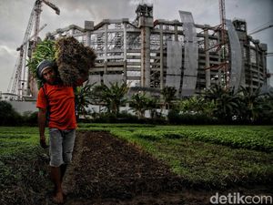 Petani Ibu Kota Jatuh Bangun Bertahan Dihantam Pandemi Corona