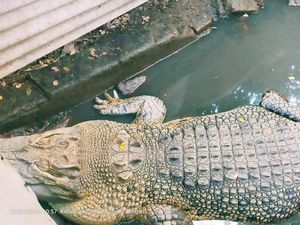 BKSDA Evakuasi Seekor Buaya Muara Seberat 3 Kuintal di Sragen