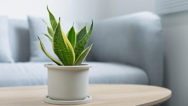 Decorative sansevieria plant on wooden table in living room. Sansevieria trifasciata Prain in gray ceramic pot.