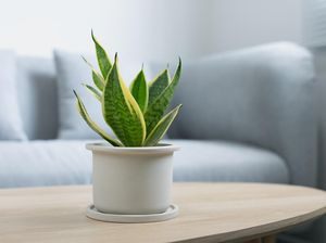 Nggak Usah Takut, 3 Tanaman Hias Ini Aman Ditaruh di Kamar Tidur