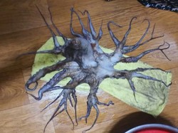 Unik! Nelayan Ini Temukan Gurita dengan 32 Kaki