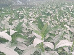 Hujan Abu Dampak Erupsi Juga Mengguyur Lereng Merapi Sisi Klaten