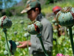 PBB: Pandemi COVID-19 Picu Peningkatan Penggunaan Narkoba di Seluruh Dunia