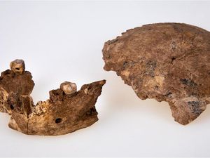 Israel Temukan Jenis Baru Manusia Purba, Seperti Apa?