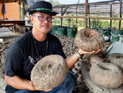 Pensiun Dini dari TNI, Pria Ini Kantongi Ratusan Juta dari Porang