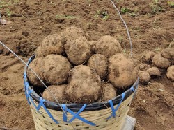 Bicara Kedaulatan Pangan, LaNyalla Dorong Budidaya Porang Digenjot