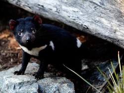 Kedatangan Tasmania Devil Malah Hancurkan Populasi Penguin di Pulau Maria