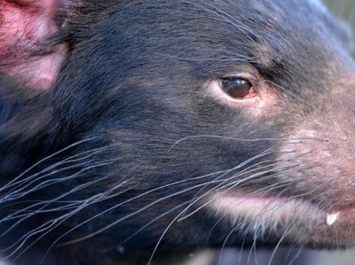 Duh, Setan Tasmania Hancurkan Populasi Penguin
