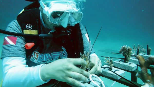 Ramai-ramai Restorasi Terumbu Karang di Minahasa