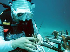 Ramai-ramai Restorasi Terumbu Karang di Minahasa