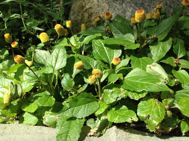 Tanaman paracress  (Acmella oleracea) atau Spilanthes merupakan sumber kandungan Spilantheol.