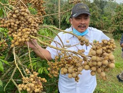 Kurangi Impor, Kementan Gagas Kampung Kelengkeng di Jateng