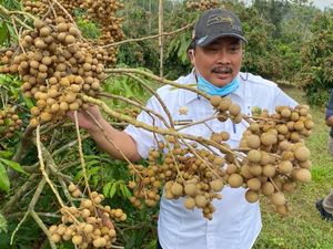 Kurangi Impor, Kementan Gagas Kampung Kelengkeng di Jateng Kurangi Impor, Kementan Gagas Kampung Kelengkeng di Jateng