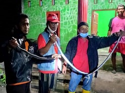 Mak Tratap! 3 Ular Kobra Ketahuan Ngumpet dalam Dapur di Klaten