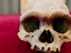 Ditemukan Tengkorak Manusia Naga, Diyakini Kerabat Dekat Homo sapiens