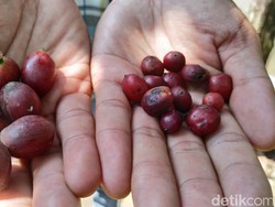 Inilah Liberika, Kopi Langka yang Bijinya Sebesar Biji Kurma