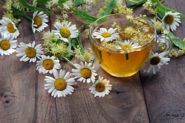 Chamomile meringankan gangguan kecemasan berdasarkan beberapa penelitian/freepik.com