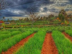 Bawang Merah & Cabai Rawit Jadi Andalan Hortikultura Sumenep